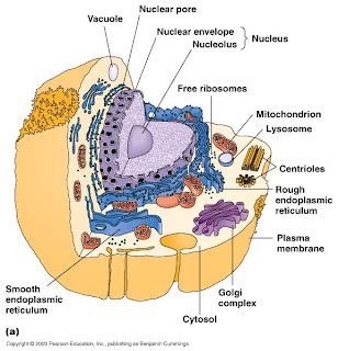 MATERI BIOLOGI SMP: SEL TUMBUHAN DAN HEWAN