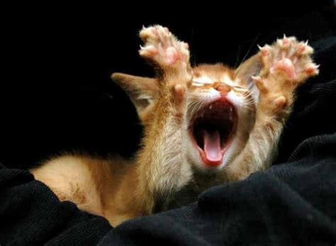 List of Cute Animals Yawning | Adorable Pictures of Tired Animals