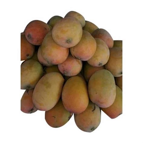 Kesar Mango at Rs 50/kilogram | Gir Kesar in Botad | ID: 19019055497