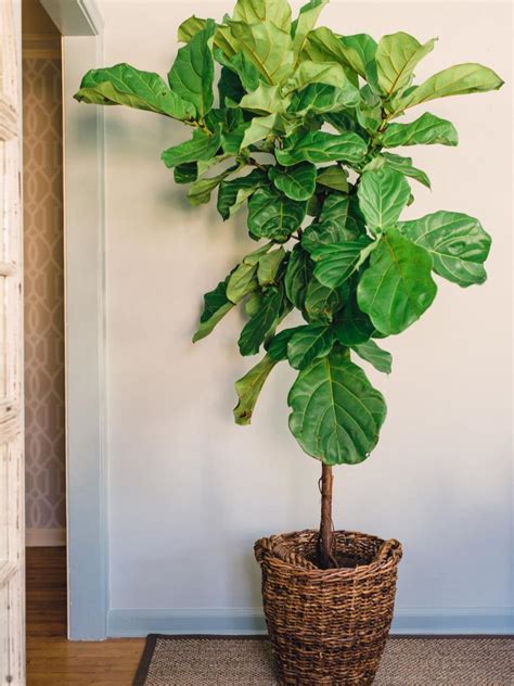 Houseplants Guide | HGTV