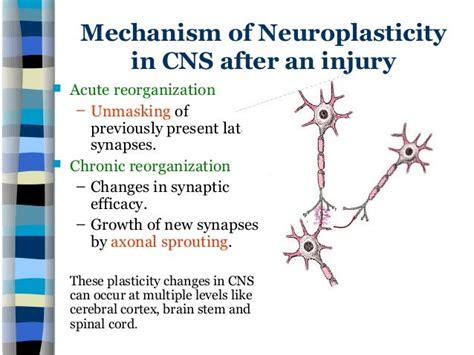 Neuroplasticity