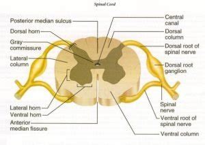 Histological organization spinal cord, Relation between spinal & vertebral segments Leg Muscles ...