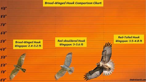 Broad-Winged Hawk Size: How Big Are They Comparison?