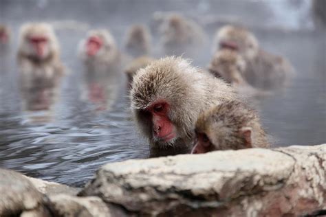 Japan - Nozawa Onsen (Snow Monkeys) | Snow monkey, Japan, Japan travel