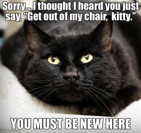 Black Cat Magic: Cat Memes | Funny cats, Funny animals, Cats