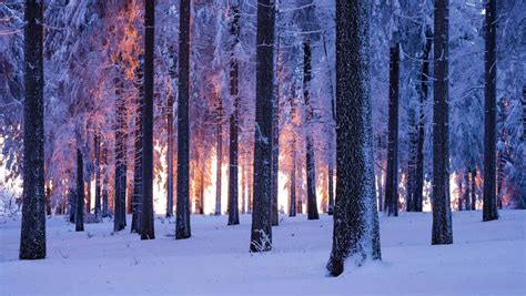 Narnia Forest – Bing Wallpaper Download