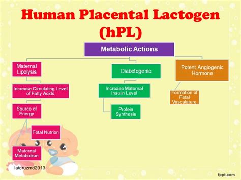 human placental lactogen - Hello USA