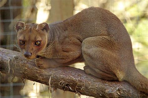 Fossa eats Lemurs when it isn’t sleeping (30 pics) - Izismile.com