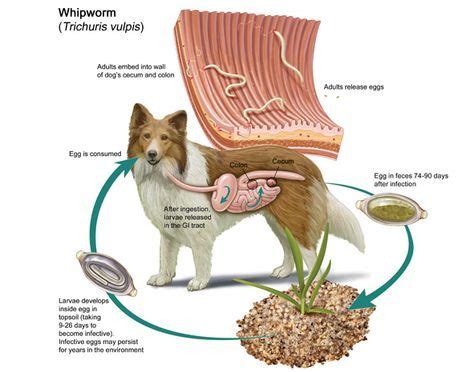 whipworm - Google Search | Dogs, Pets, Animals