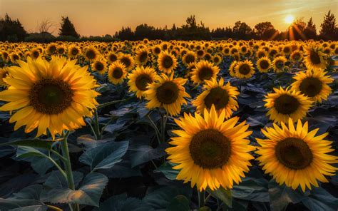 Wallpaper Sfondi Girasoli Tumblr Choose from hundreds of free tumblr ...