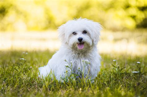 13 Most Popular Small Dog Breeds in America – Animal Encyclopedia