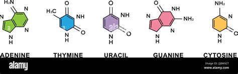 Set of adenine, thymine, guanine, cytosine, uracil chemical formulas. Adenine, thymine, guanine ...