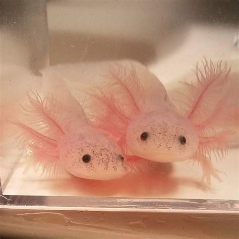 Pin by Martin Rangel Saldivar on Animales :3 | Axolotl cute, Cute ...