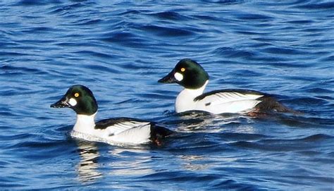 Common Goldeneye Duck, Vancouver Island, BC | Gohiking.ca