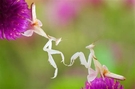 9 Orchid Mantis Facts - Fact Animal