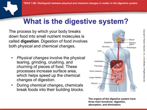 Physical and Chemical Digestion.ppt