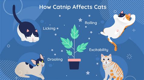 What Is Catnip? Why Cats Like It - Cats.com