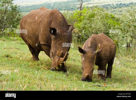 White Rhinoceros with baby Stock Photo - Alamy