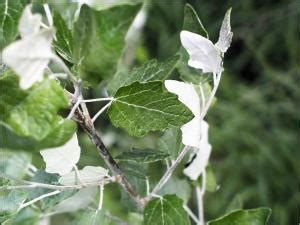 White Poplar | Natural Resource Stewardship