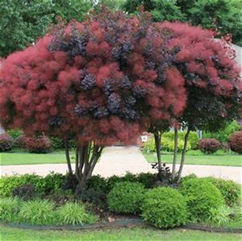 Image result for Types of Smoke Trees | Smoke tree, Smoke bush, Plants