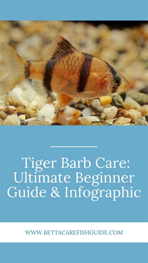 Tiger Barb Care: Ultimate Beginner Guide & Infographic - Betta Care Fish Guide