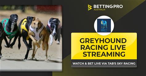 Greyhound Live Streams | Watch Greyhound Live Streaming in Australia