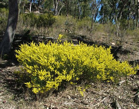 Acacia flexifolia (Bent-leaf wattle) Bushy shrub growing up to 1.5m high with small sticky bent ...