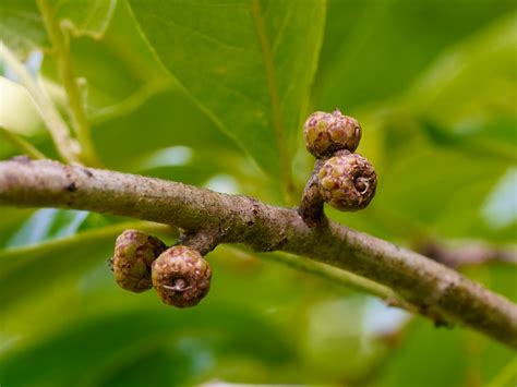 Shingle Oak (Quercus imbricaria) Acorns | Western Carolina Botanical Club