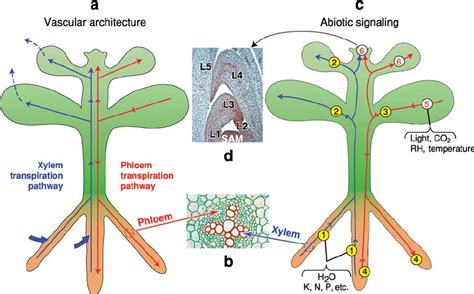 Xylem Diagram Plants