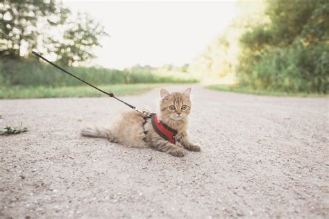 Best Harness and Leash for Cats and Training Tips - PetHelpful