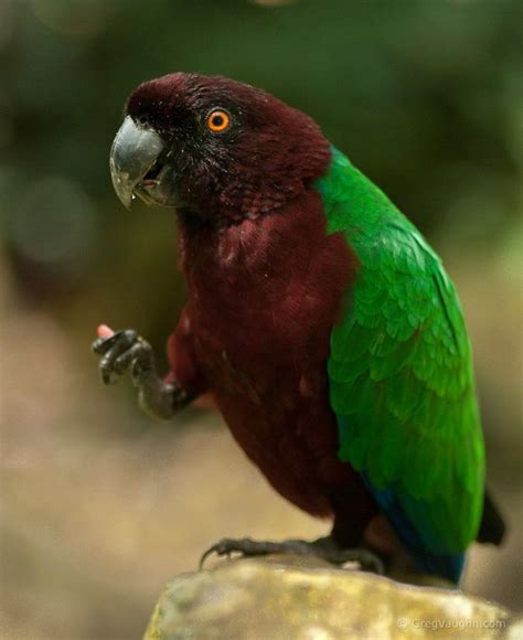 Maroon Shining Parrot (Prosopeia tabuensis) found on the Islands of Fiji and Tonga | Wild birds ...