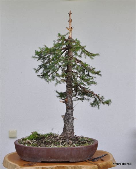 Maros Bonsai Blog: Picea abies No.5 jin work