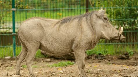 Kalahari Desert Animals: Features, Conservation Status, Lifespan ...