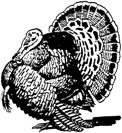 Turkey Clipart Black And White - 42 cliparts