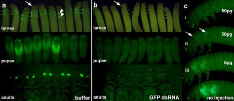 The effects of dsRNA injection into Tribolium larvae. a pu11 larvae,... | Download Scientific ...