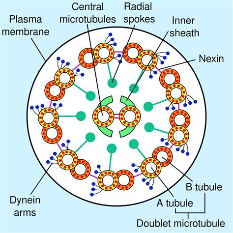 Do Animal Cells Have flagella: How, Why And Insights – Lambda Geeks