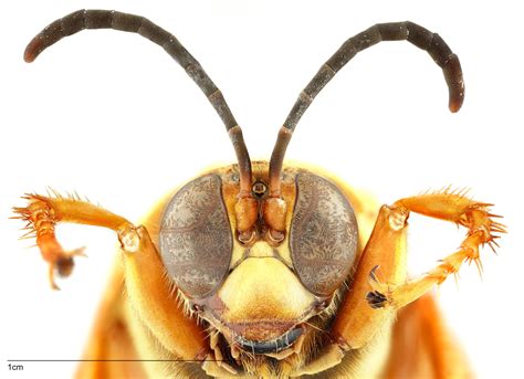 Sphecius speciosus | North American Hornet Screening Tool