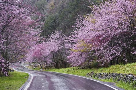 Here Are The Best Places to See Cherry Blossoms in Taiwan | KAYAK IN