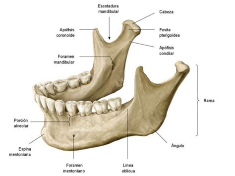 Anatomía del Cráneo y Cara: Huesos Impares de la Cara por Javier García-Zarco