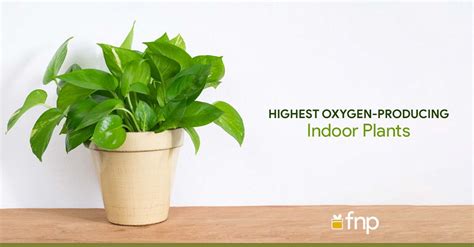 Top 5 Highest Oxygen-Producing Indoor Plants - FNP