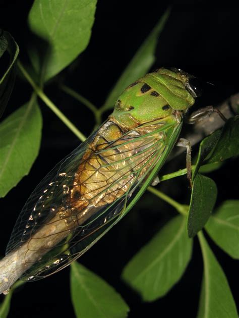 Various cicada species emerging in the United States | Cicada Mania