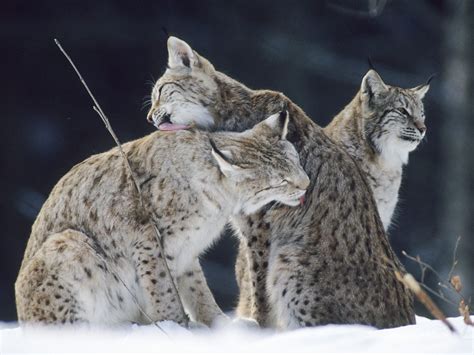 Elegant Lynx Trio HD Wallpaper