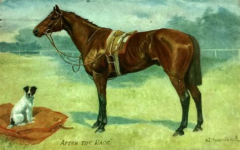 After The Race Horse & Jack Russell Free Stock Photo - Public Domain Pictures