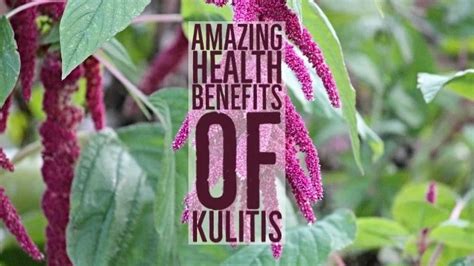 12 Amazing Health Benefits Of Kulitis - pangbenta.com