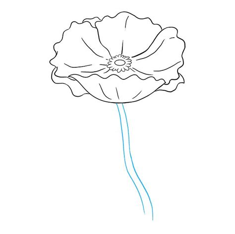 How to Draw a Poppy - Really Easy Drawing Tutorial | Poppy drawing, Flower drawing tutorials ...