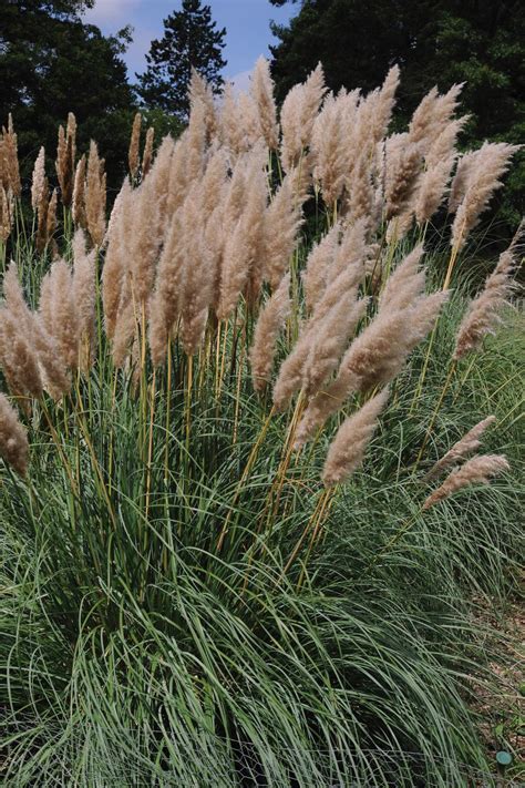 13 Terrific Tall Grasses | HGTV