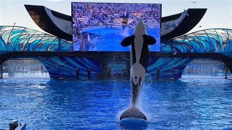 Are Killer Whales At Seaworld? Trust The Answer - Chambazone.com