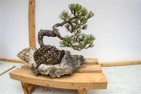 bonsai miniature tree nature art 12011982 Stock Photo at Vecteezy