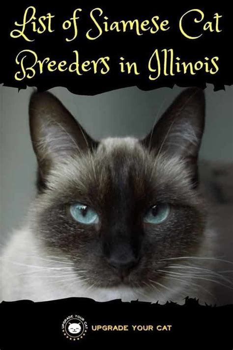 Siamese Cat Breeders in Illinois | Kittens & Cats for Sale