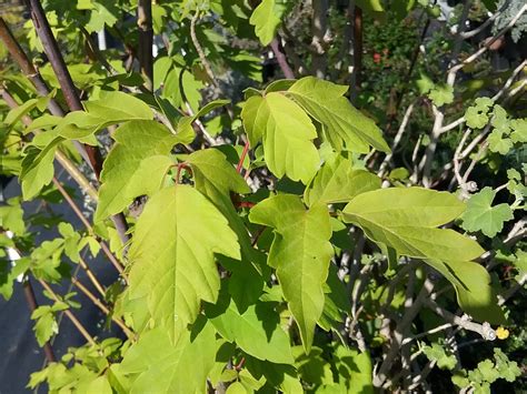 Acer negundo - Linda Vista Native Plants